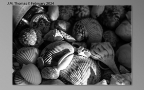 Macro Shells Feb 2024-30.jpg